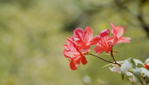 杜鵑花開 春風(fēng)自來(lái)